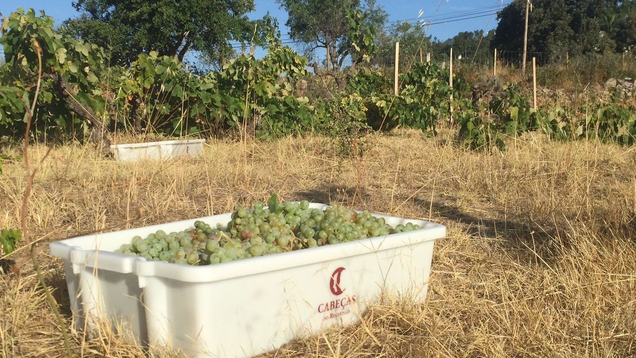 Quinta Cabeças do Reguengo, foto 14