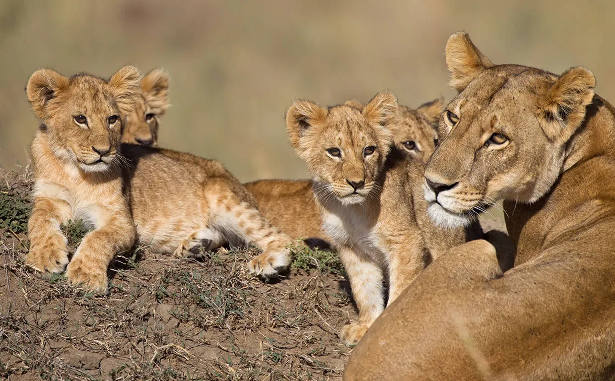 Leeuwen familie Kruger National Park