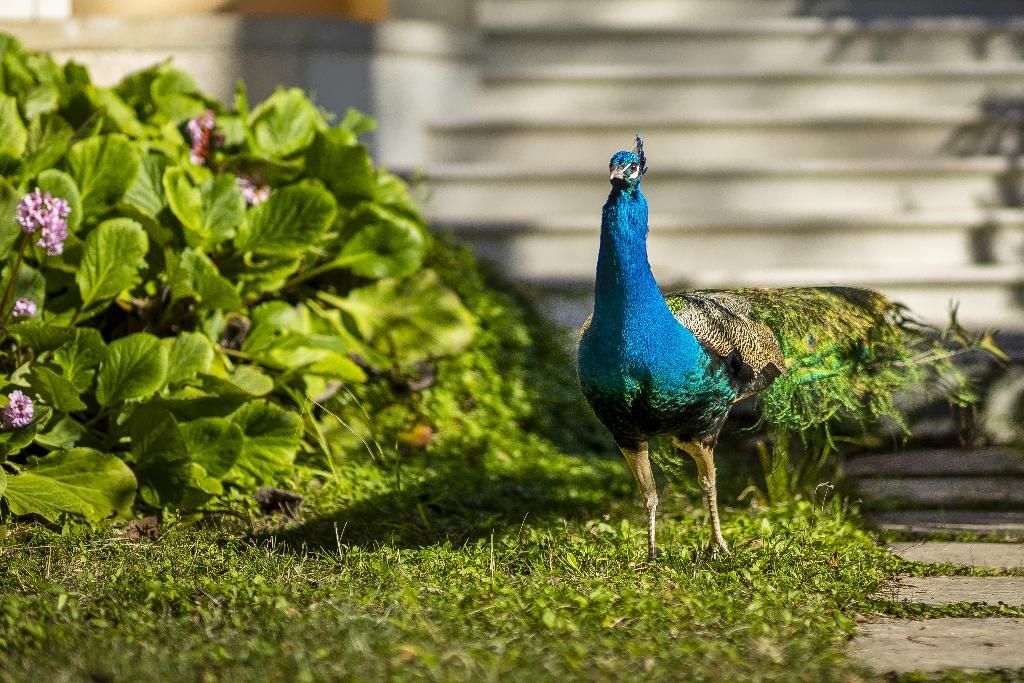 Sintra Marmoris Palace, foto 6