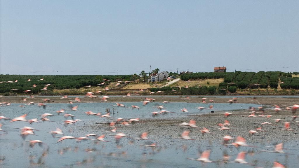 Flamingo View Suites, foto 12