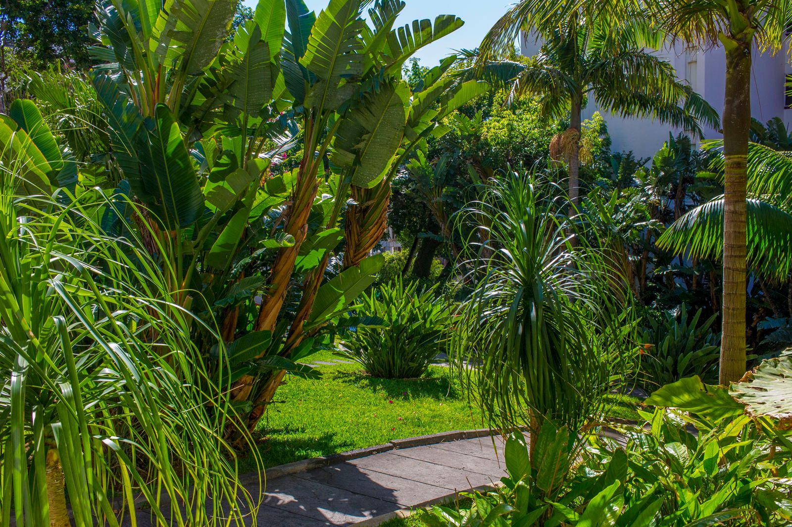 Dorisol Buganvilia Studio Hotel, foto 14