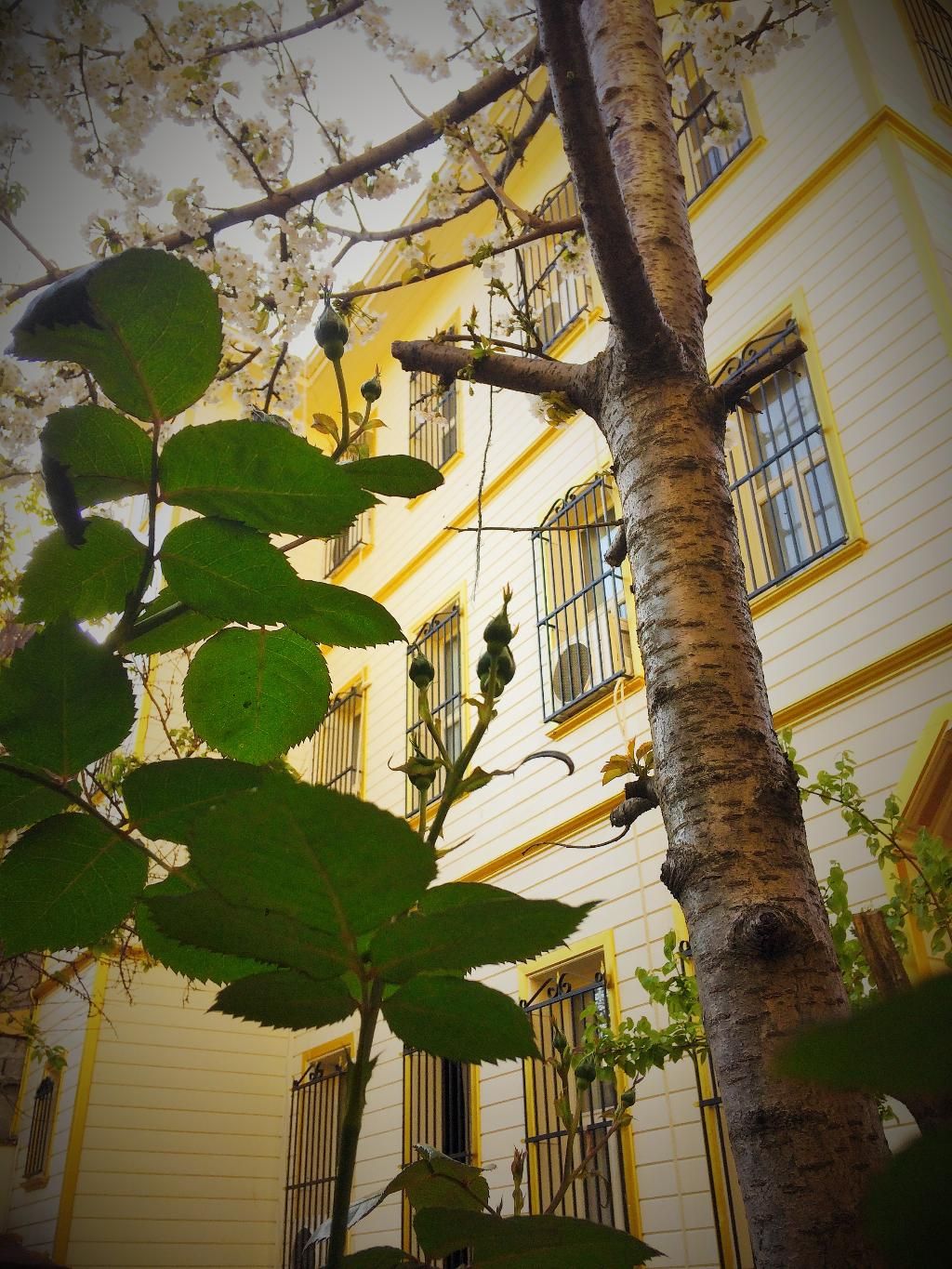 Ottoman's Pearl Hotel, foto 8