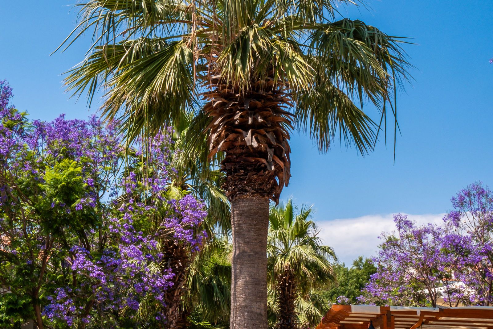 Perdikia Hill Family Resort & Villas, foto 12