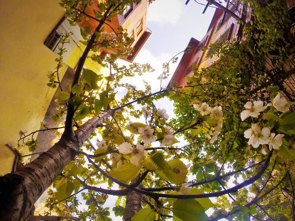 Ottoman's Pearl Hotel, foto 13