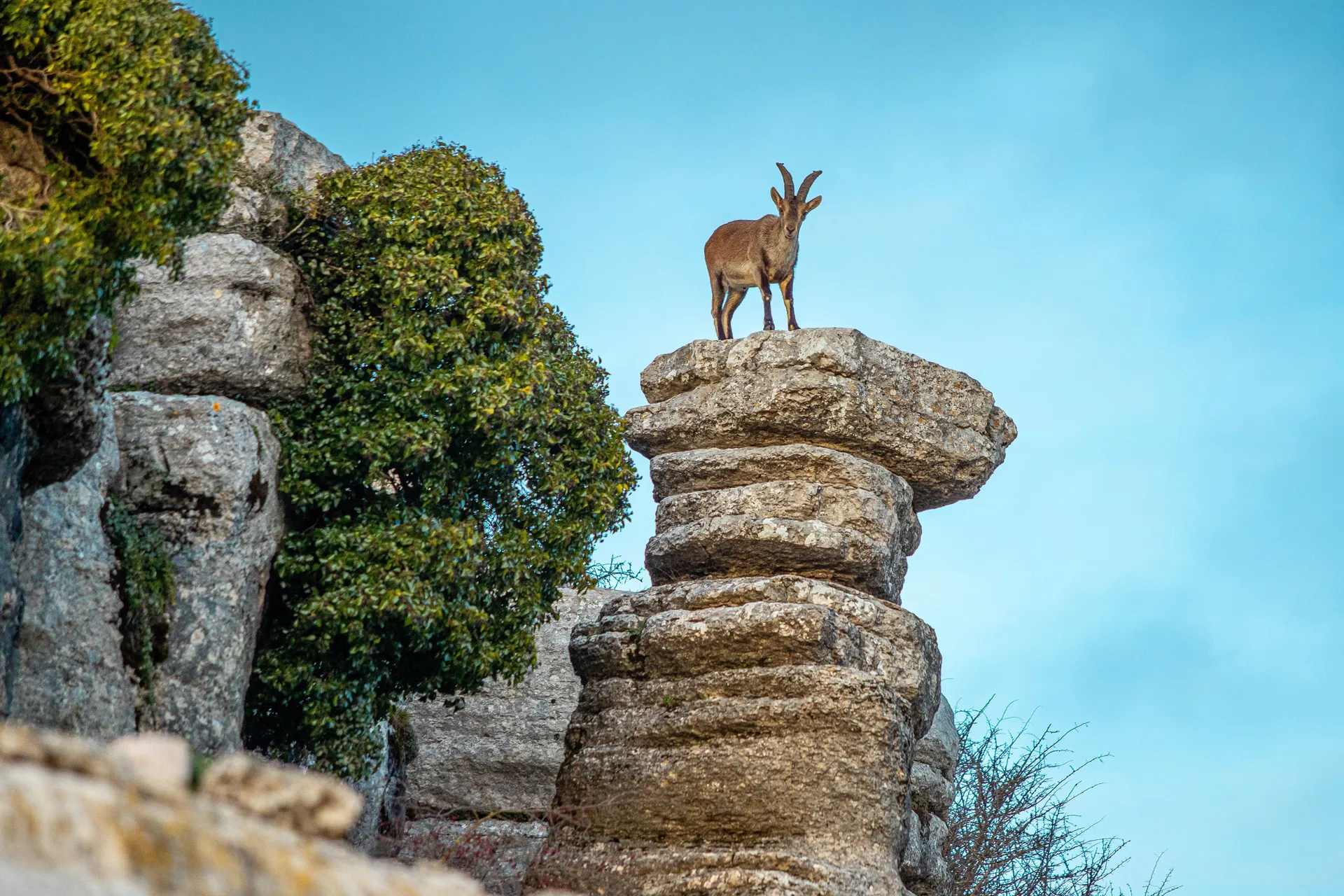 Berggeit in El Torcal de Antequera | de Jong Intra Vakanties
