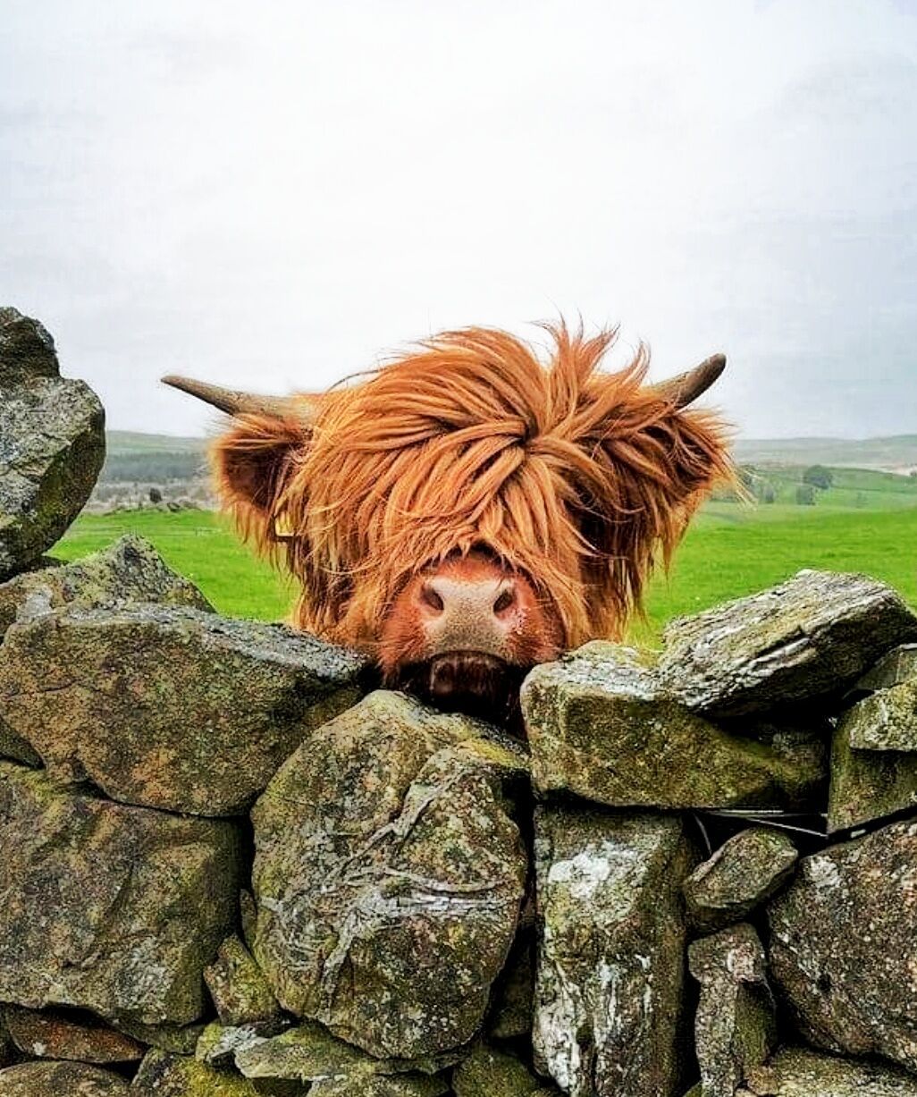 Highlands en Hebriden, foto 2