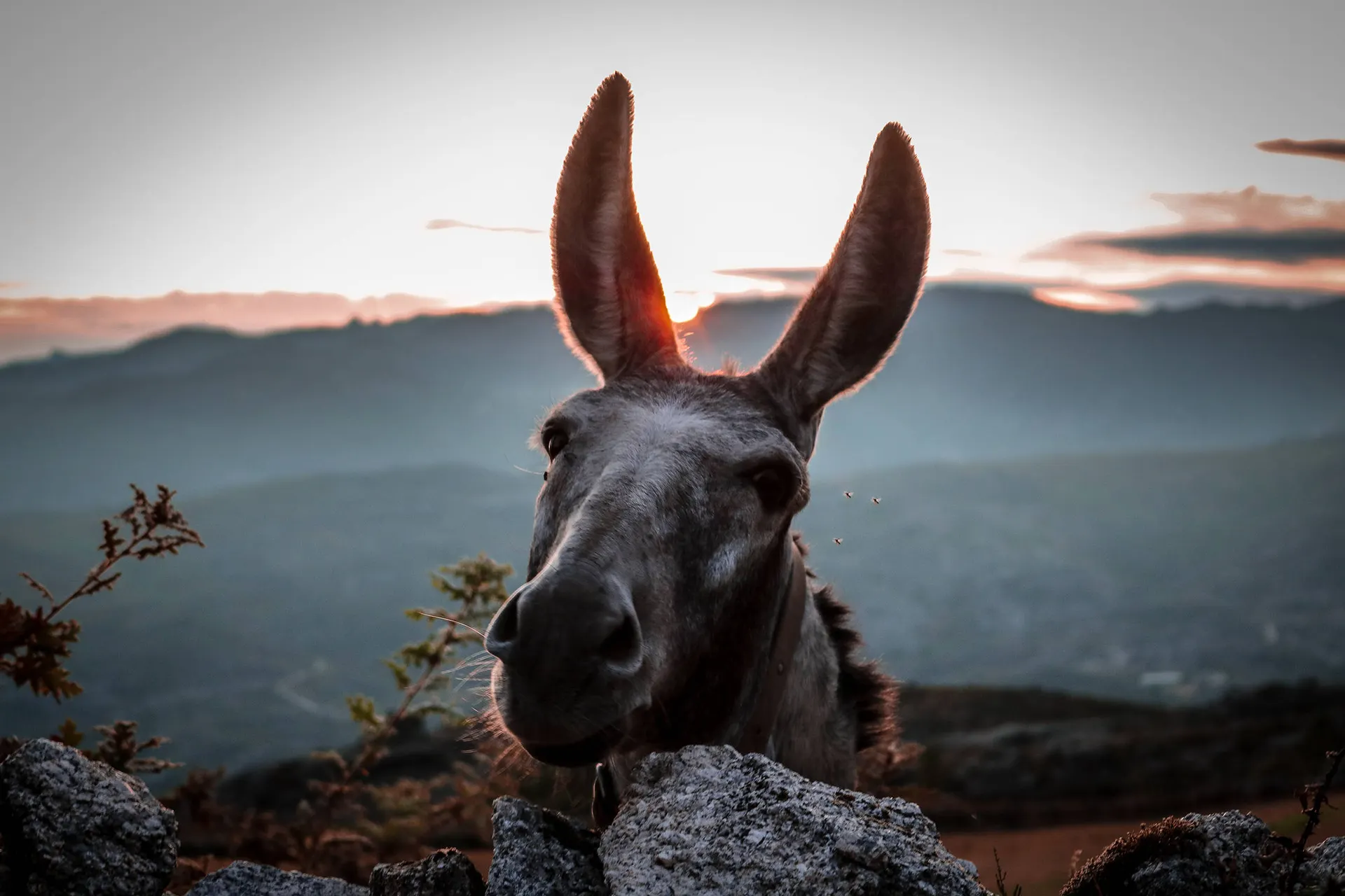 Peneda – Gerês National Park