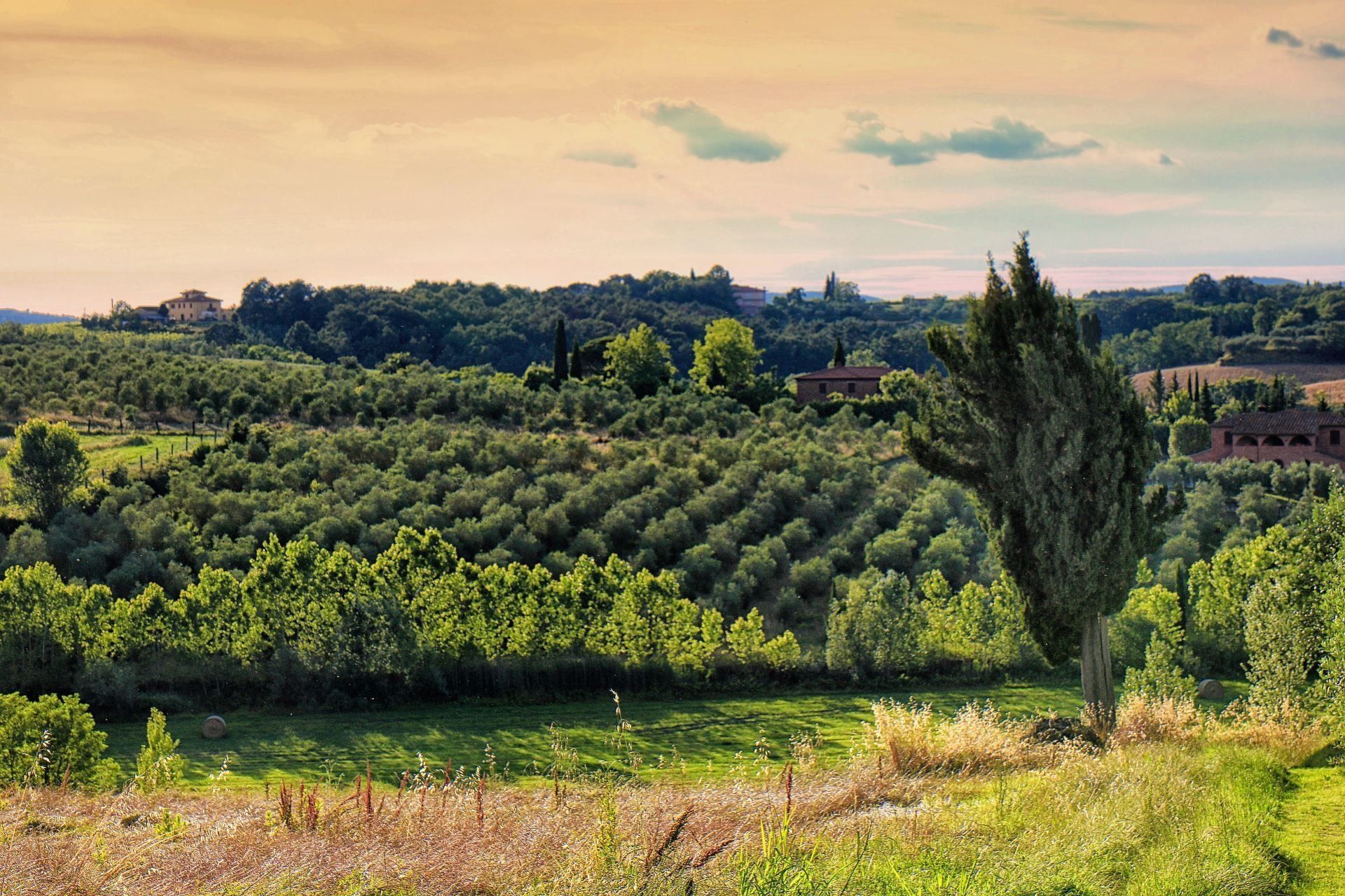 Agriturismo Selva degli Ulivi, foto 4