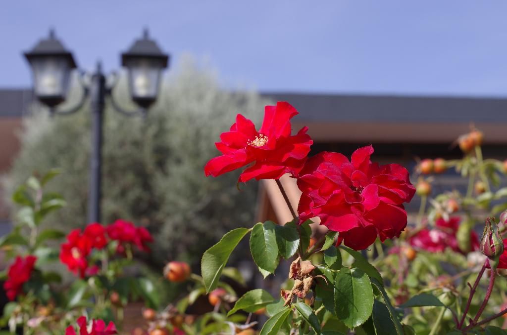 Hotel Los Olivos, foto 14
