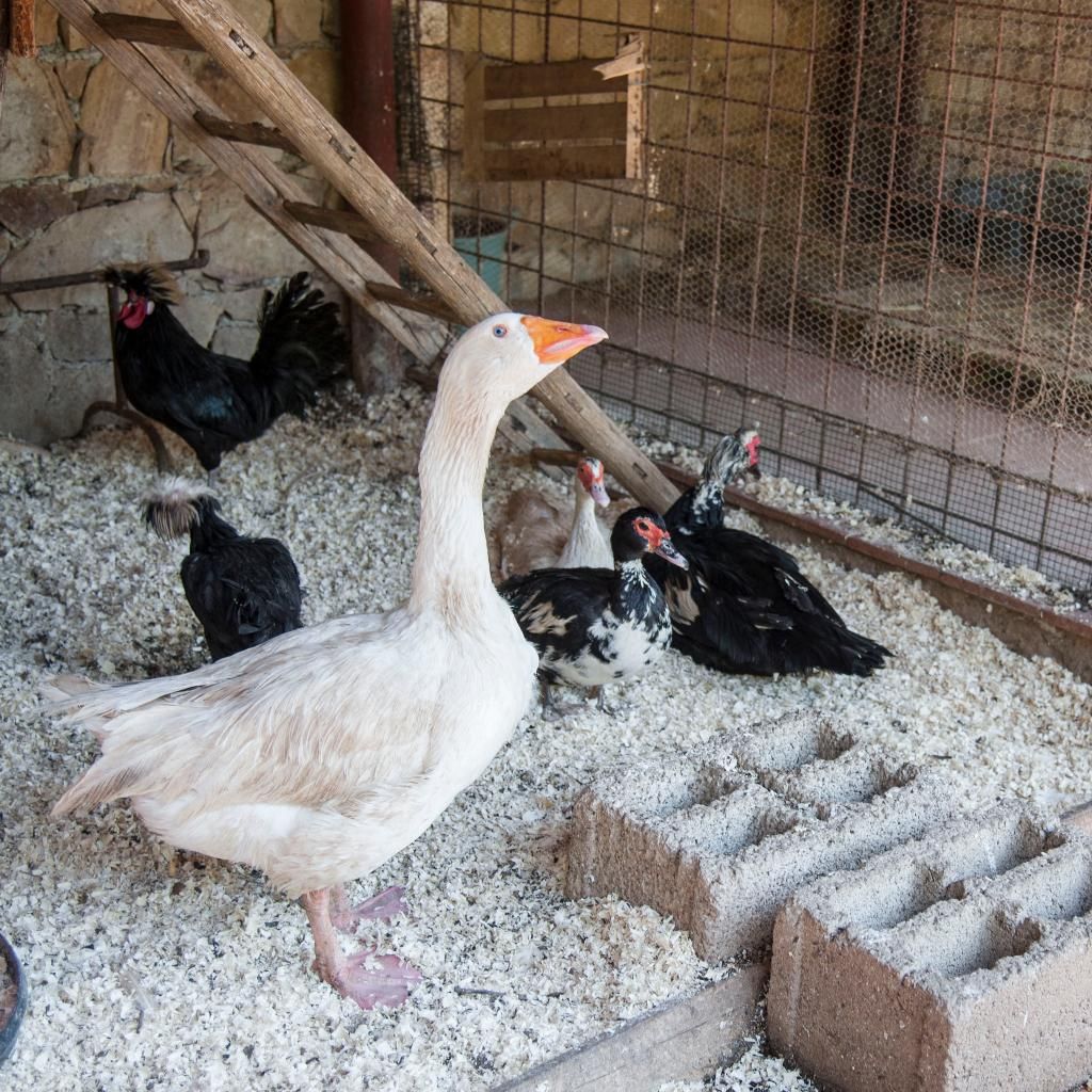 Azienda Agrituristica Bergi, foto 11