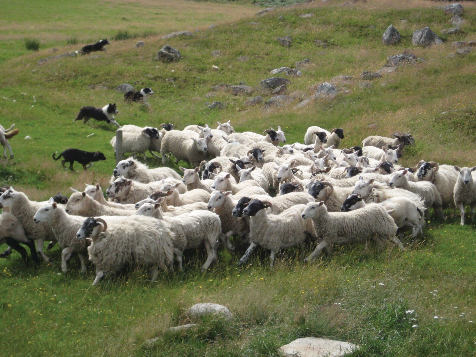 Het hart van Schotland, foto 12