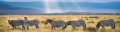 Repérer les "big five" lors d'un safari, faire l'ascension aventureuse du Kilimandjaro ou préférer le farniente sur la plage ? Tout est possible en Tanzanie. Réservez votre hôtel et votre vol pour la Tanzanie et profitez-en vite. 