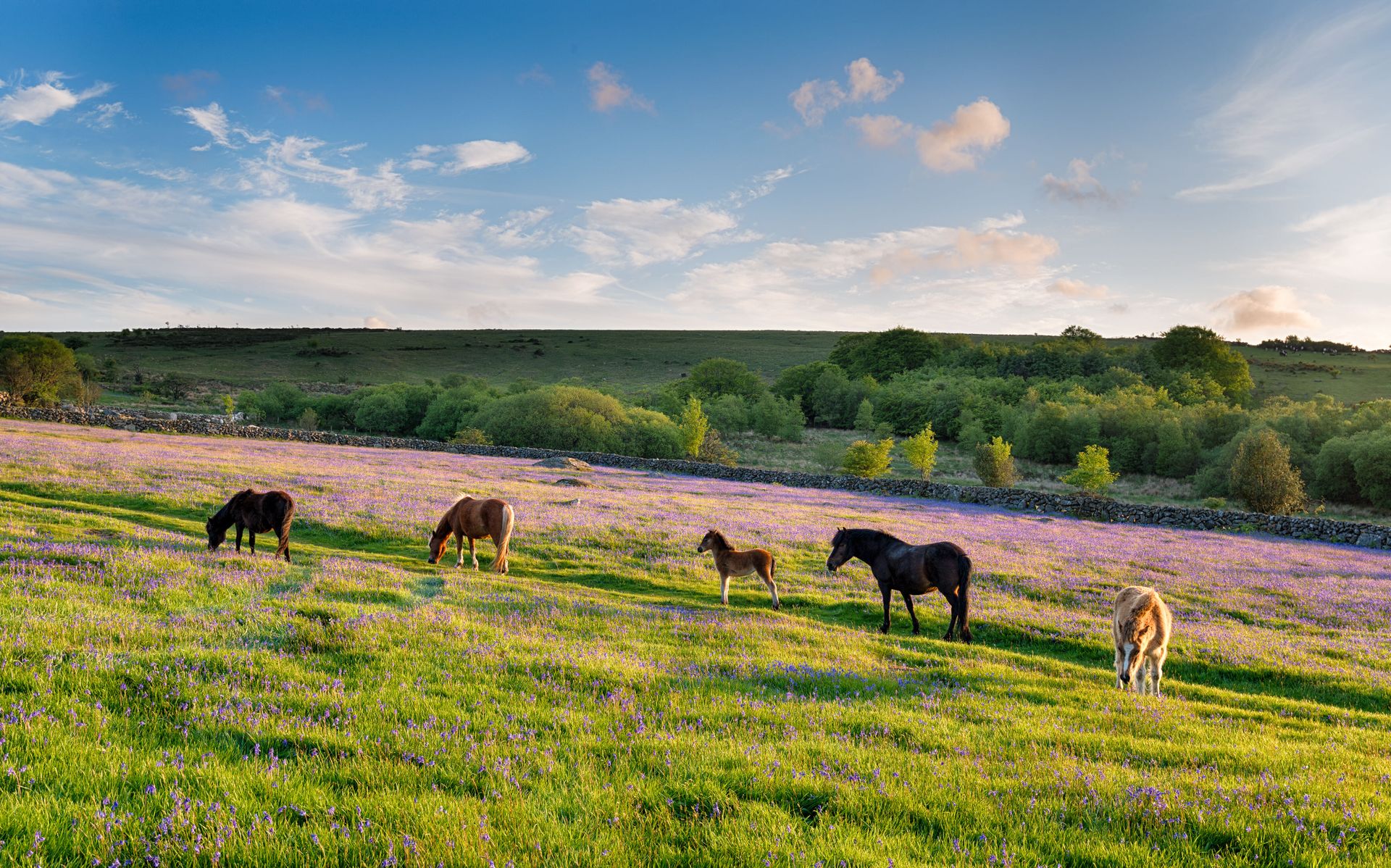 Isle of Wight, Devon and Cornwall, foto 12