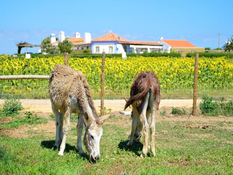 Herdade Do Touril, foto 9