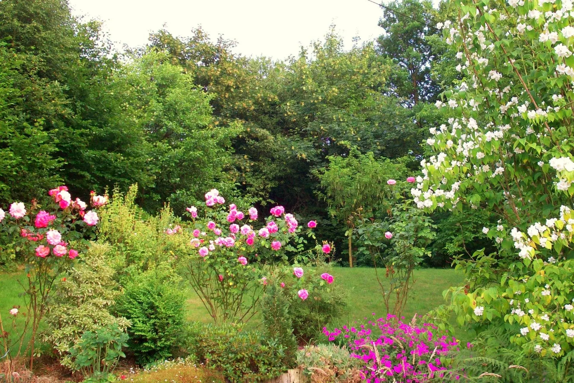Jardin (été)