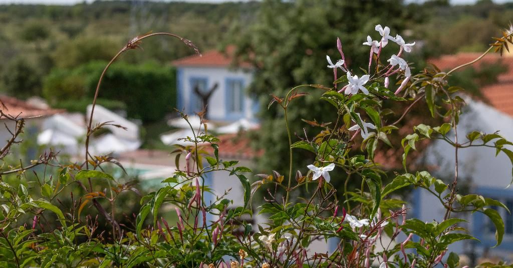Monte do Giestal - Casas de Campo & Spa, foto 13