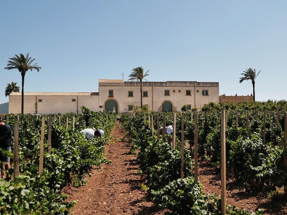 Baglio Donna Franca Wine Resort & Farm Estate, foto 11