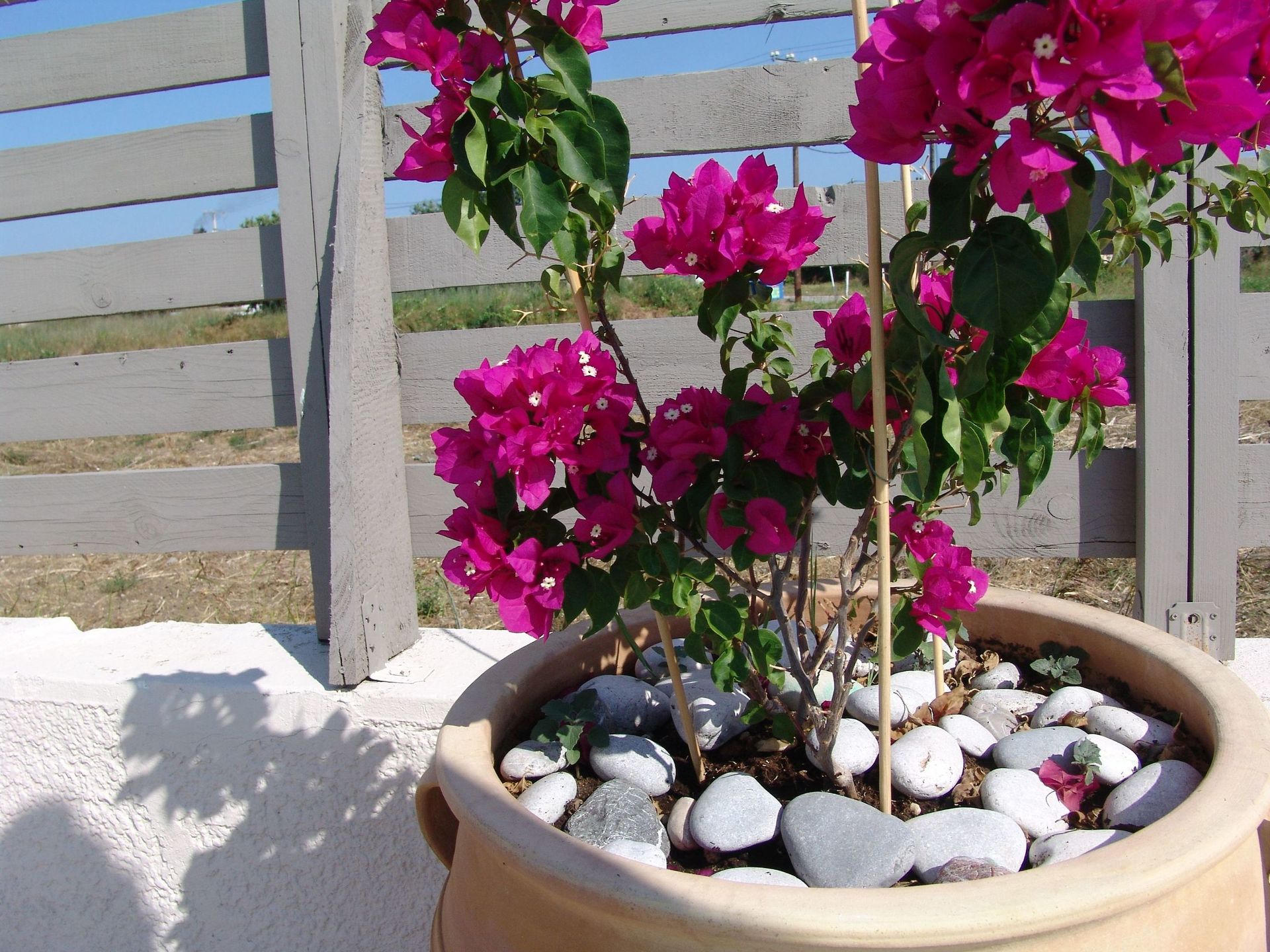 Ivory Serenity Hotel, foto 11
