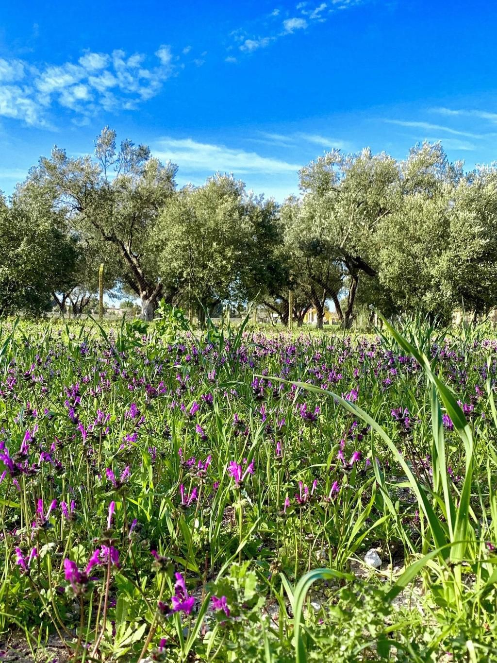 Alacati Barbarossa Hotel, foto 6