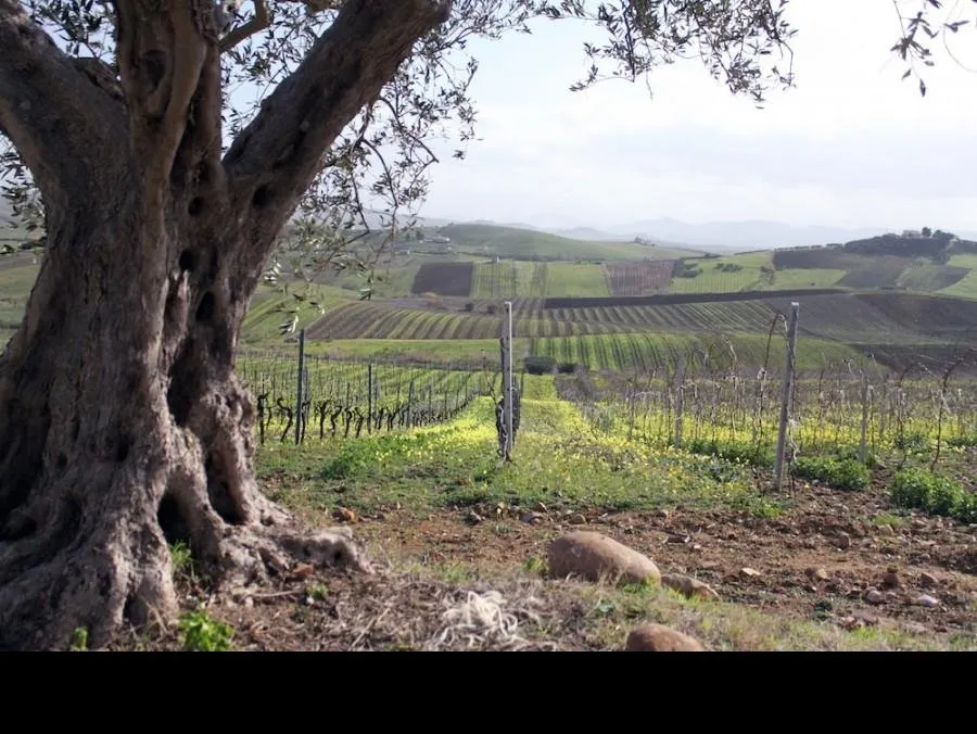 Wijn- en olijfgaarden onderweg
