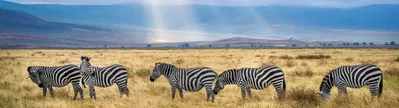 De big five spotten tijdens een safari, een avontuurlijke klim van de Kilimanjaro of liever chillen aan het strand? Alles kan in Tanzania. Boek je hotel en vlucht naar Tanzania en geniet binnenkort. 