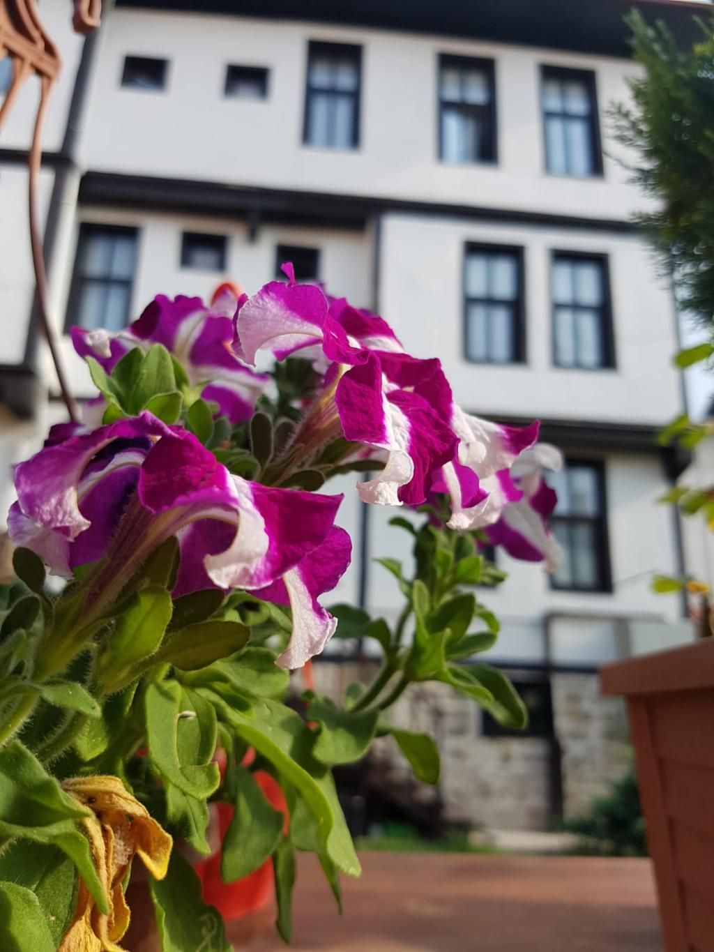 Kastamonu Kadioglu Konagi, foto 12