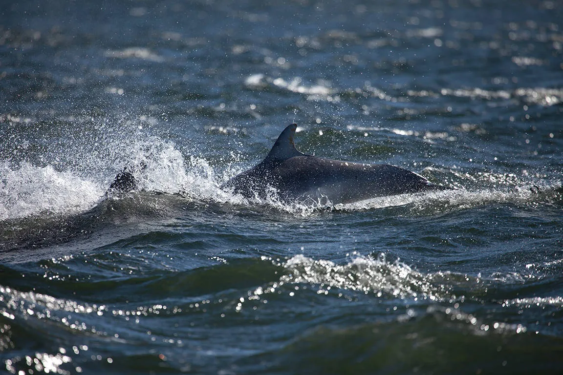 Dolfijnen Moray Firth