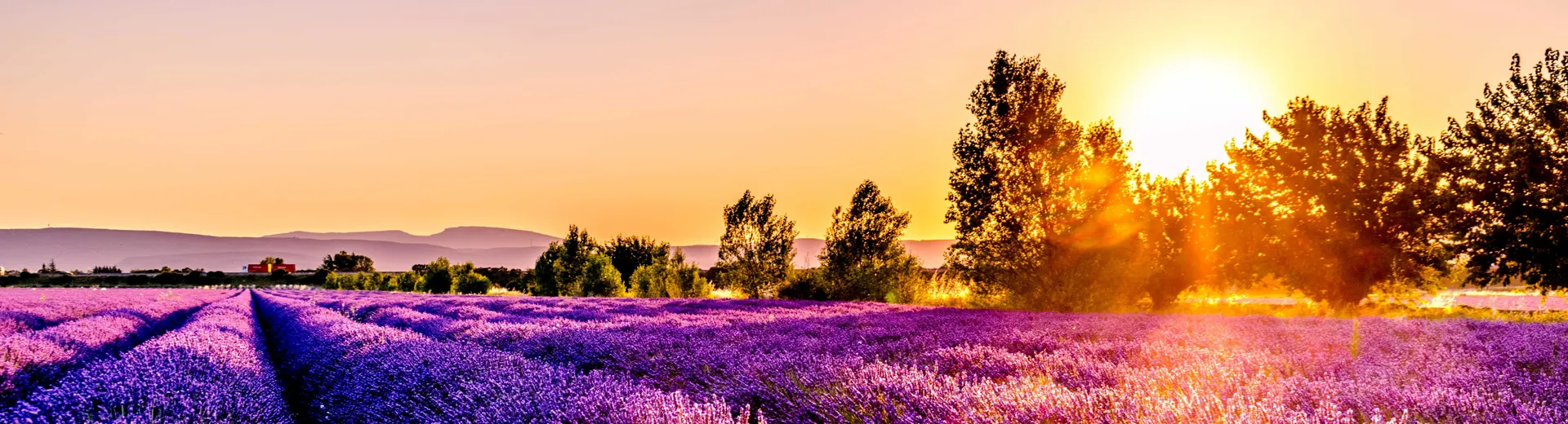 Plan je binnenkort een reis naar de Ardèche, Dordogne, Provence of Côte d'Azur? Dan ben je bij Neckermann aan het juiste adres. In ons ruim aanbod aan vakantiehuizen in Zuid-Frankrijk vind je zeker een favoriet. Met of zonder zwembad, met wellness of graag op reis met je viervoeter en het hele gezin: er is voor elk wat wils.
