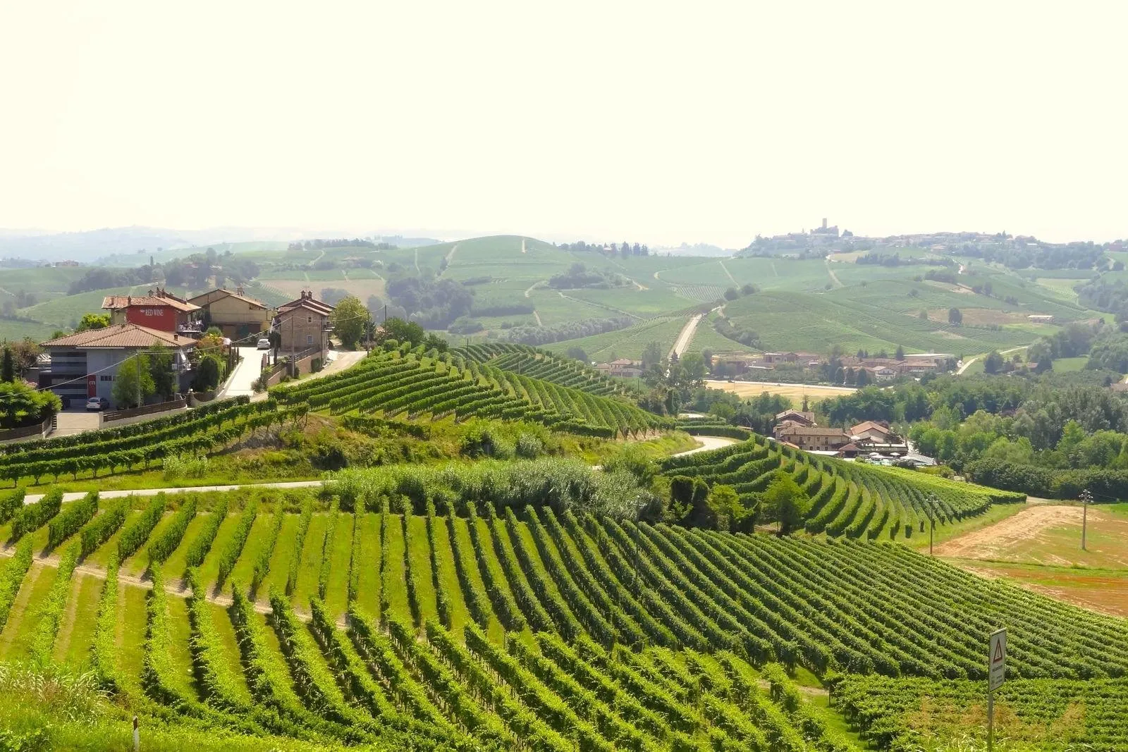 Piemonte - Wijnranken