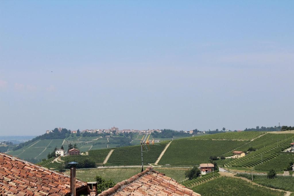 Grappolo D'Oro, foto 4