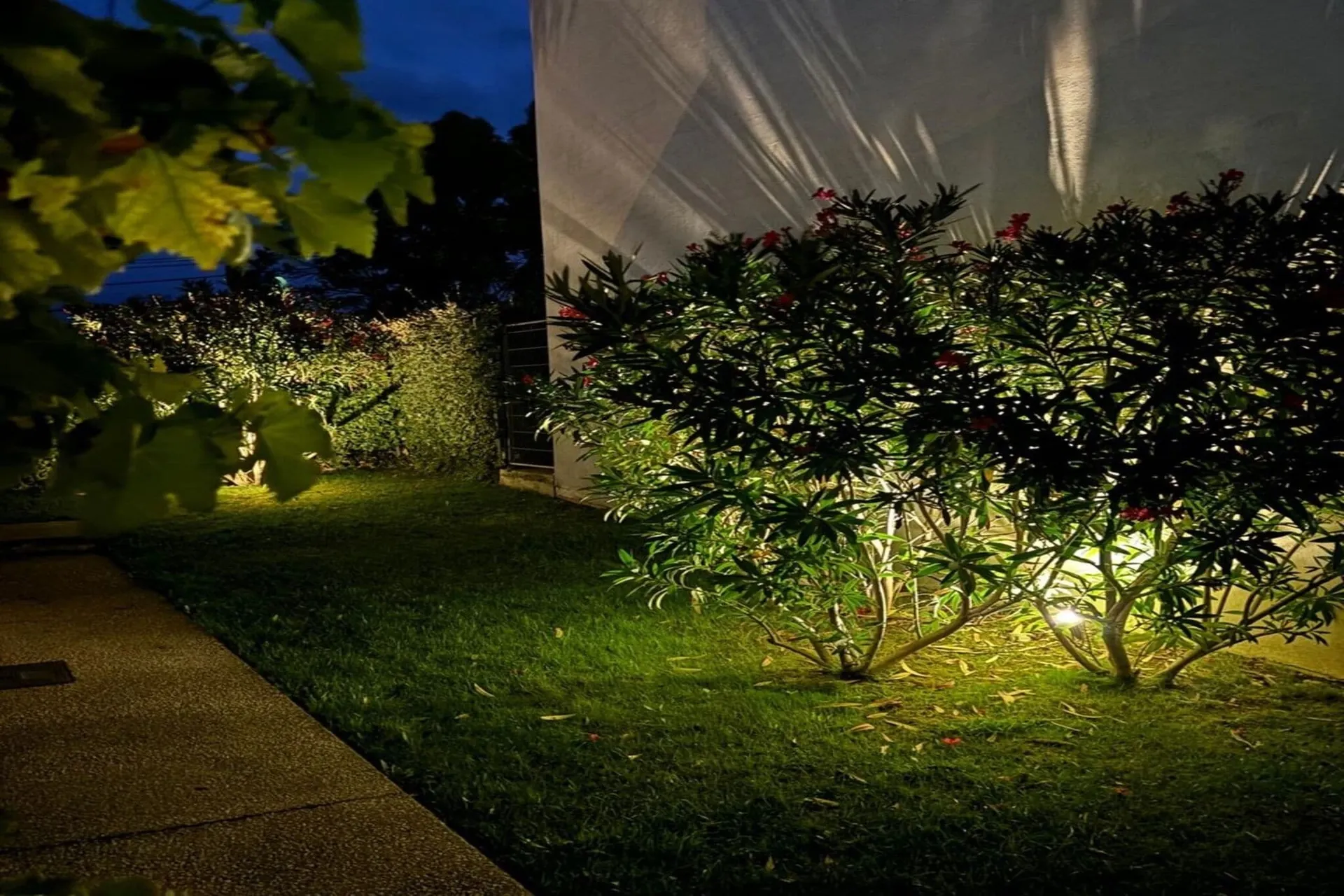 Jardin (été)