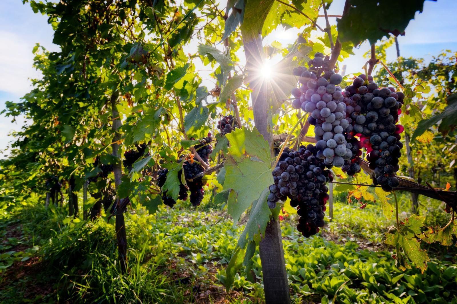 Fly-drive 8 dagen: La grande strada dei vini, foto 14