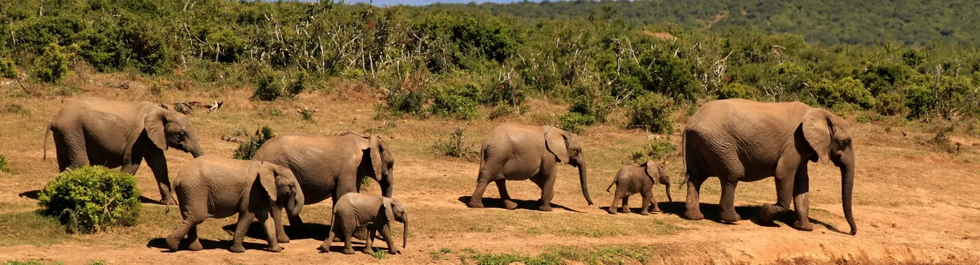 De Tafelberg beklimmen, genieten van een goed glas Zuid-Afrikaanse wijn of op safari gaan? Zuid-Afrika heeft alles in petto om je te verrassen en er een geweldige vakantie van te maken. Boek nu je vakantie naar Zuid-Afrika en start met dromen. 