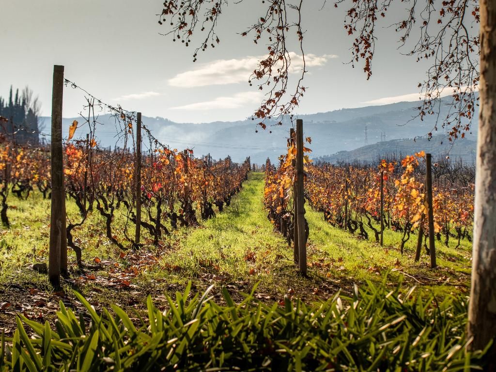 Quinta da Pacheca, foto 14