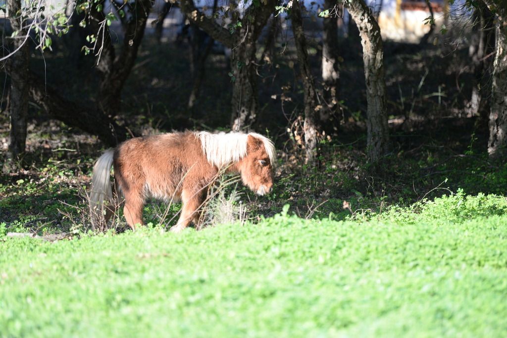 Quinta da Samoqueirinha, foto 5