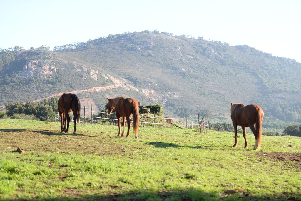 Quinta da Samoqueirinha, foto 7