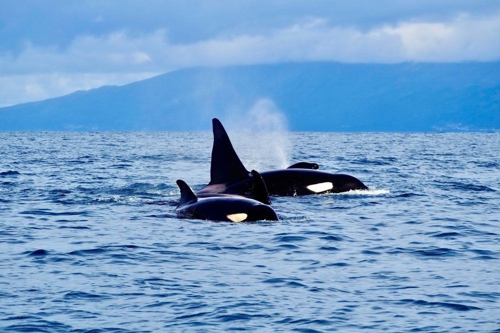 Ontdek Sao Miguel & Terceira per huurauto, foto 13