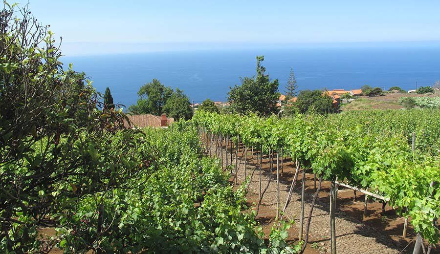Quinta das Vinhas, foto 13