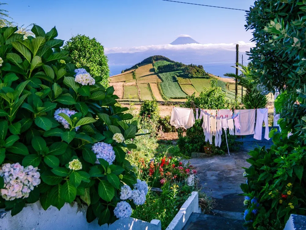 Pico