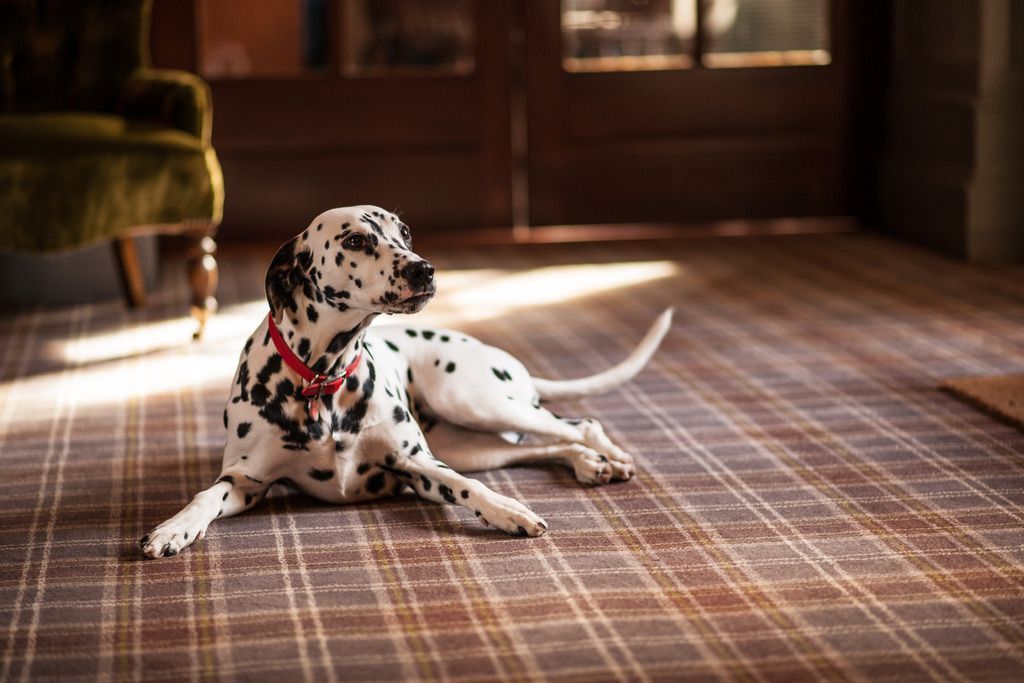 Balmoral Arms, foto 7