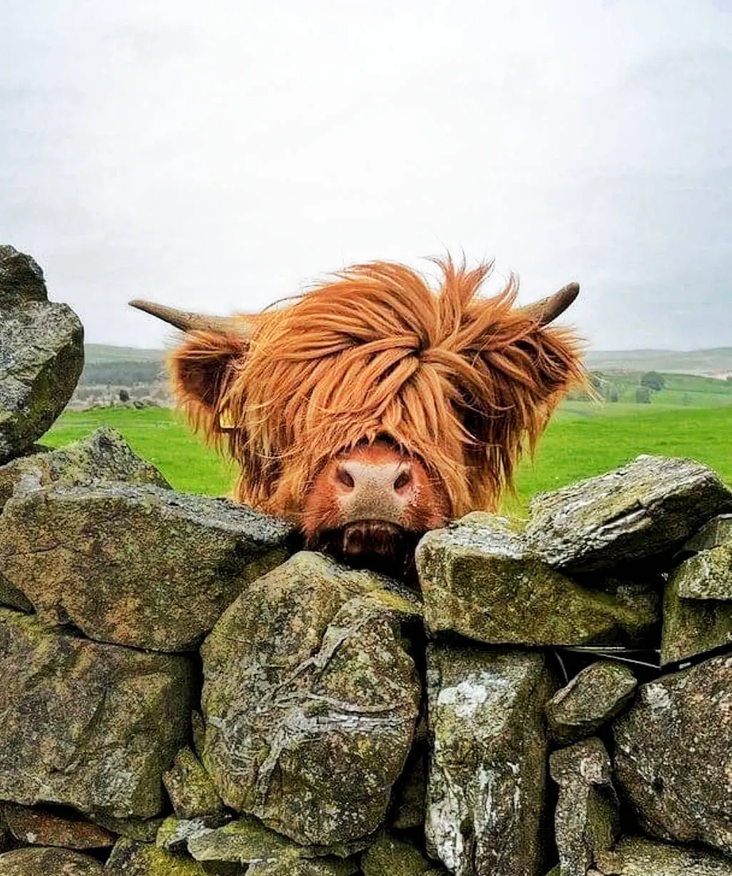 Schotse Hooglander - Diny