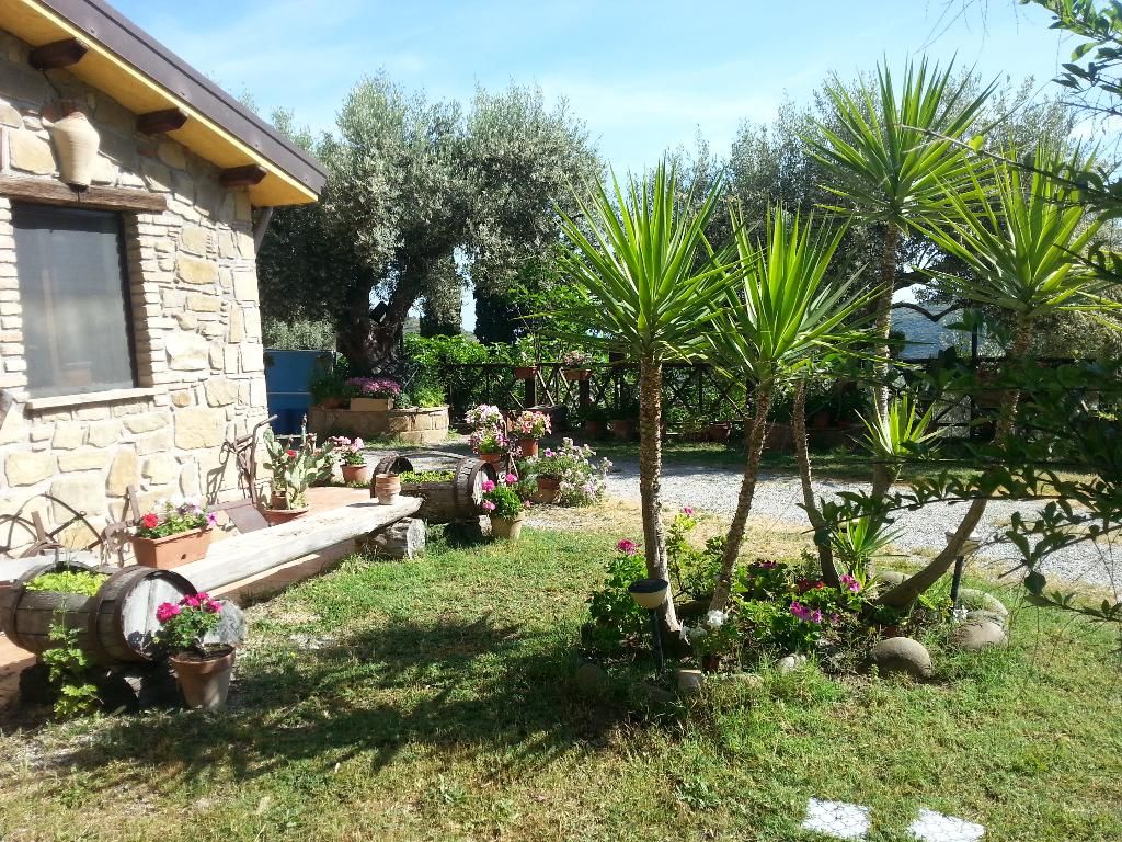 L'uliveto, foto 5
