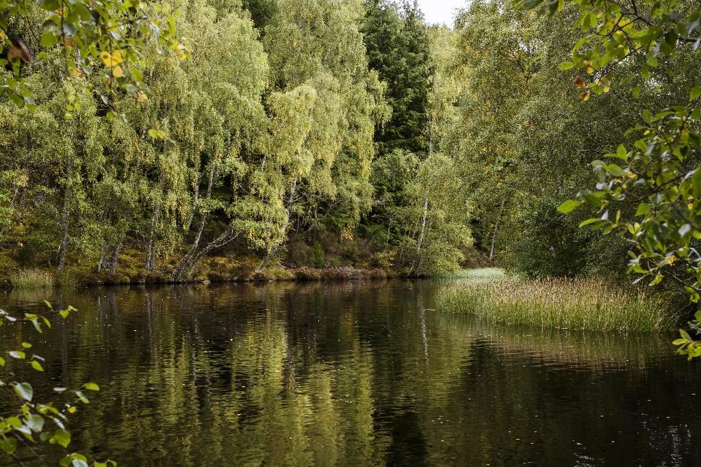 Macdonald Lochanhully Woodland Club, foto 5