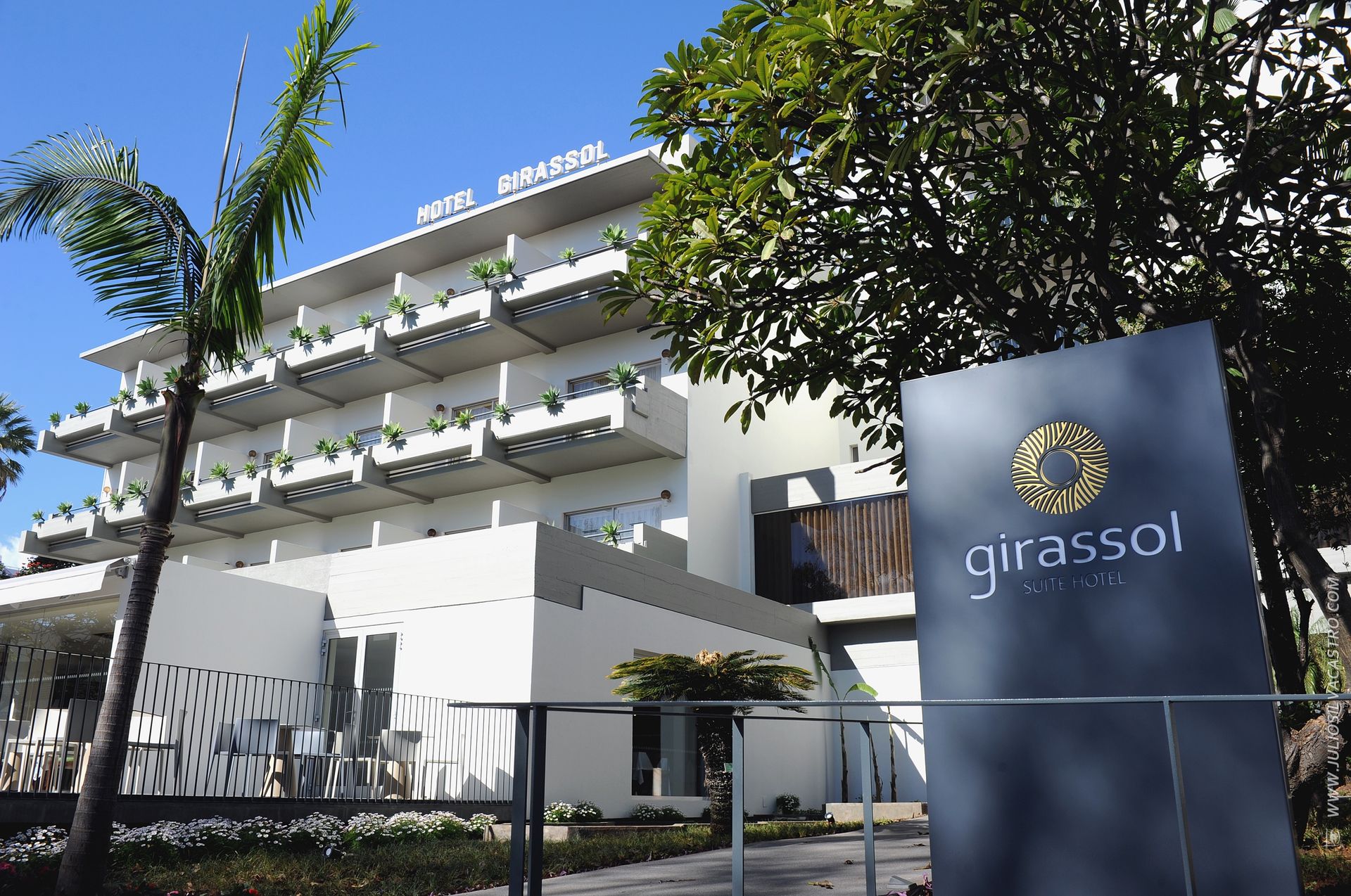 Girassol, foto 3
