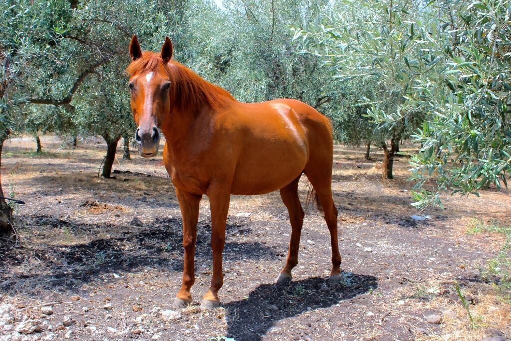 Tenuta di Roccadia, foto 5