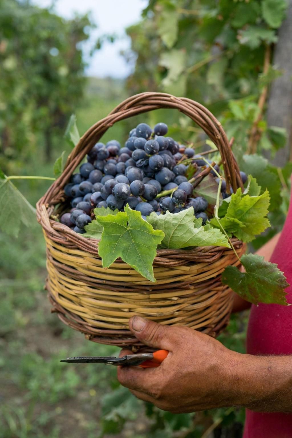 Monaci delle Terre Nere, foto 5