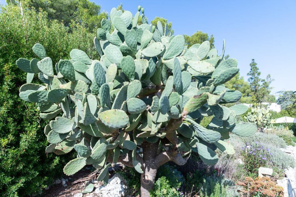 Masseria Caliani, foto 6