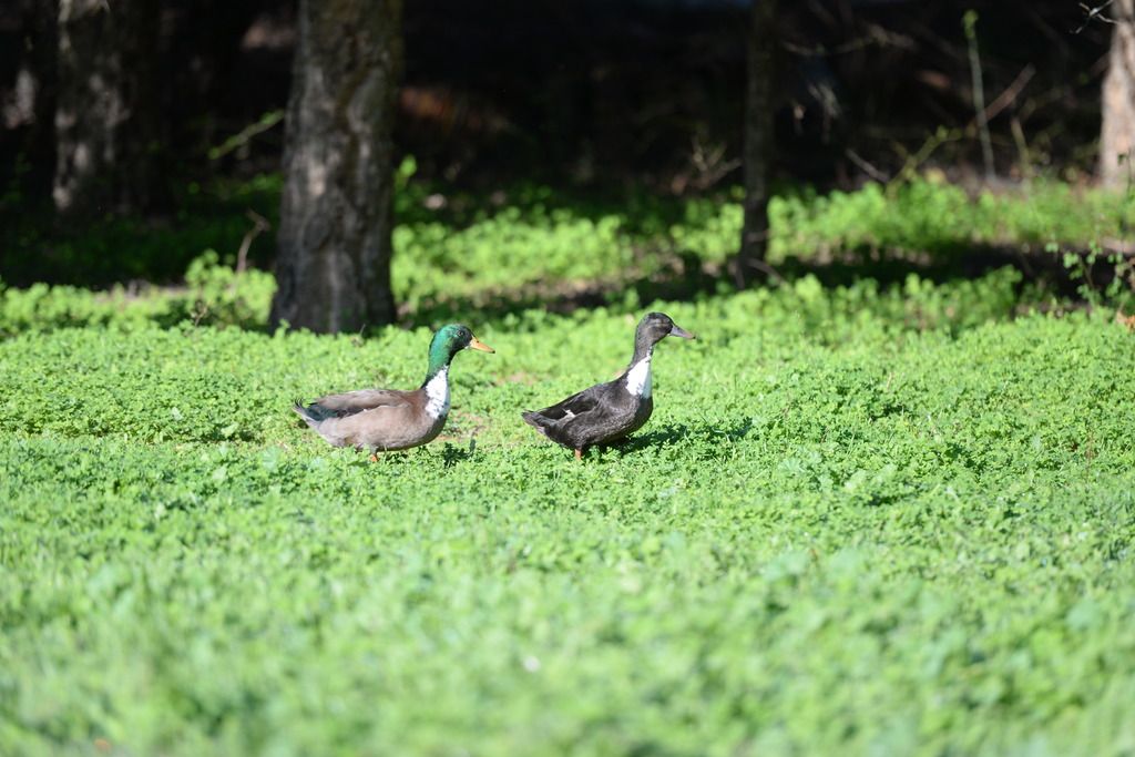 Quinta da Samoqueirinha, foto 4