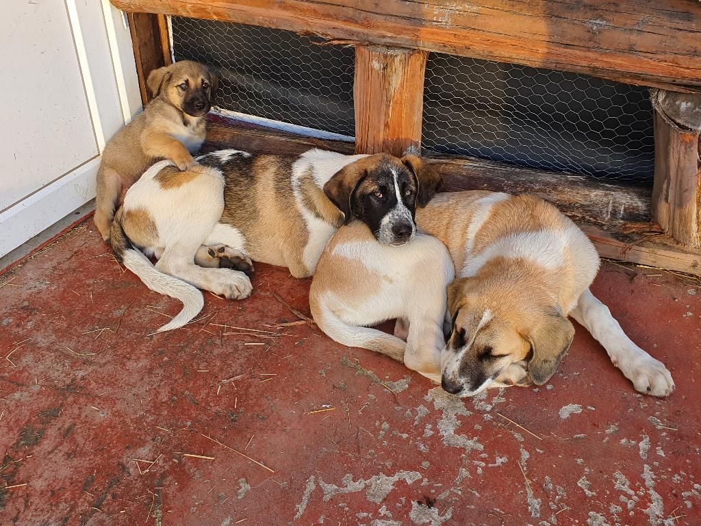 Gojim Casa Rural, foto 14