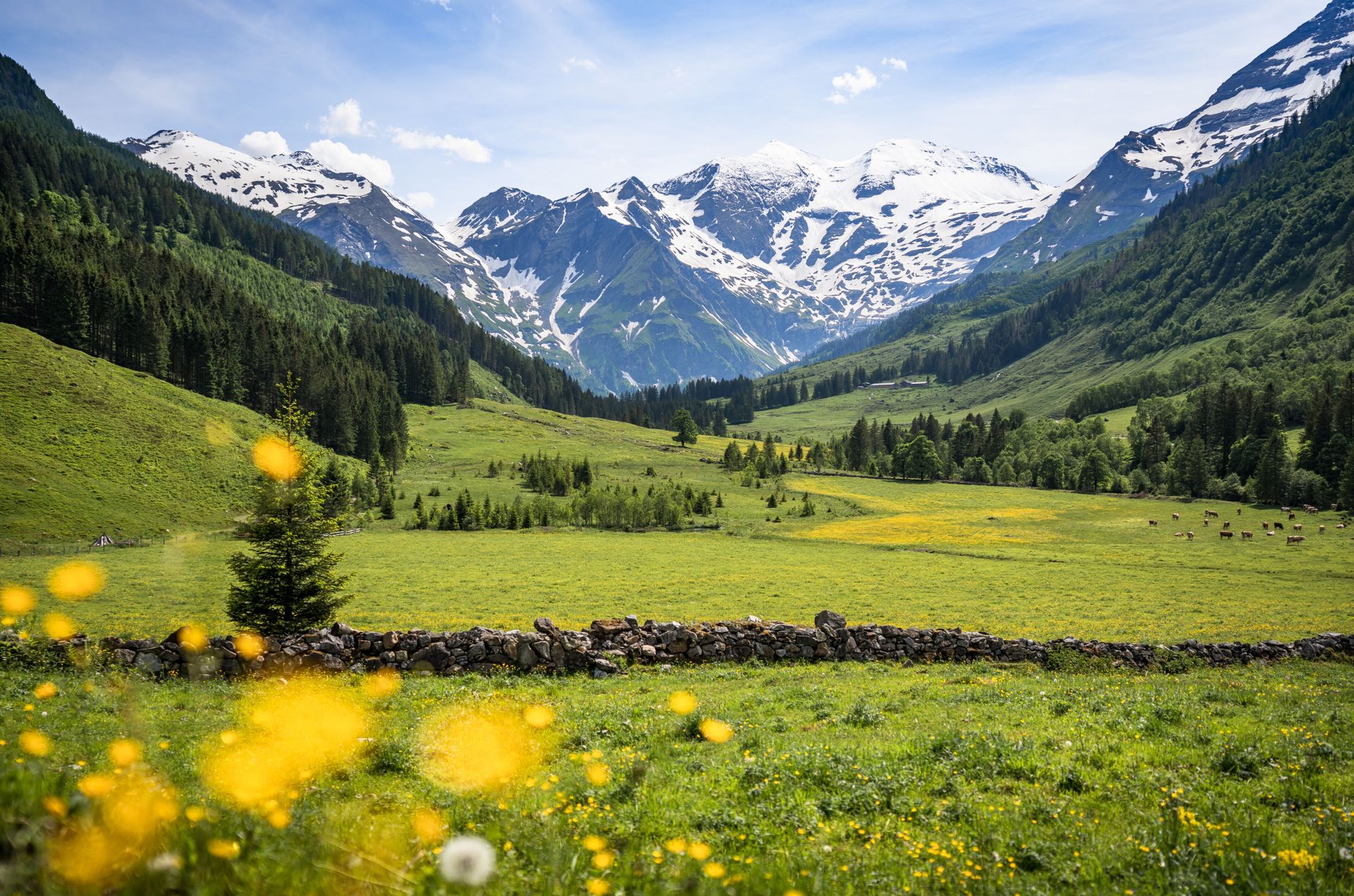 Ontdek de Zillertaler Alpen vanuit Königsleiten, foto 10